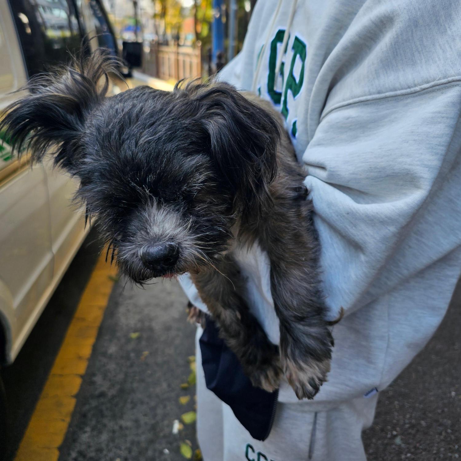 종료(반환) 믹스견…